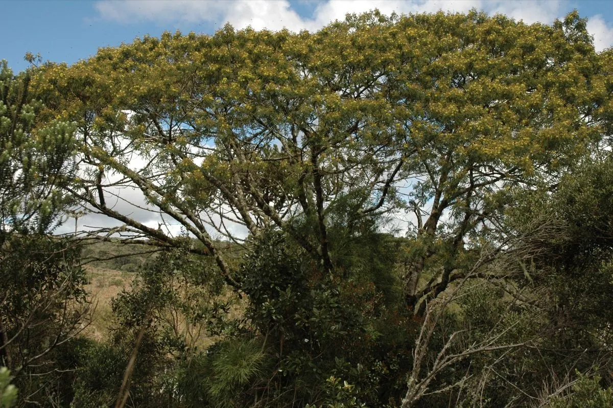 Foto de Bracatinga-argentina