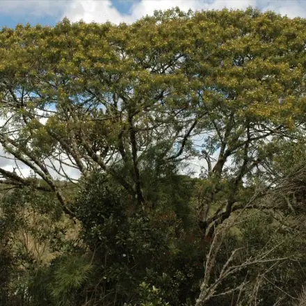 Foto de Bracatinga-argentina